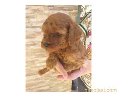 Crvene toj pudle - 4