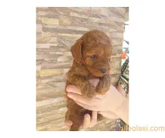 Crvene toj pudle - 5