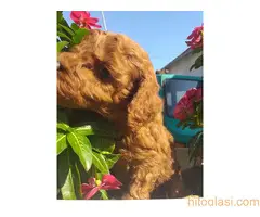 Crvene toj pudle - 6