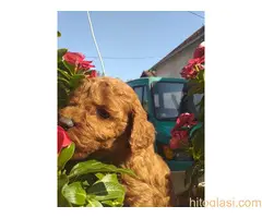 Crvene toj pudle - 7