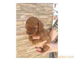 Crvene toj pudle - 8