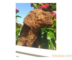 Crvene toj pudle - 10