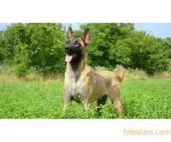 Belgijski ovčar - malinoa - 2