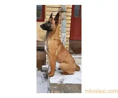 Belgijski ovčar - malinoa - 3