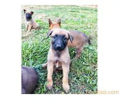 Belgijski ovčar - malinoa - 4