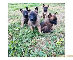 Belgijski ovčar - malinoa - 5