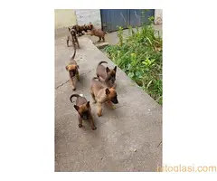 Belgijski ovčar - malinoa - 6