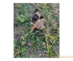 Belgijski ovčar - malinoa - 7