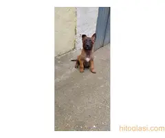 Belgijski ovčar - malinoa - 8