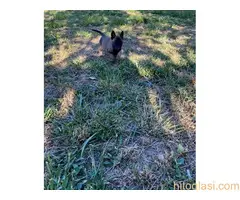 Belgijski ovčar - malinoa - 9