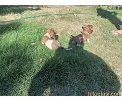 Harlekin jazavičar, štenci - 2