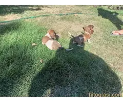 Harlekin jazavičar, štenci - 3