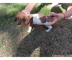 Harlekin jazavičar, štenci - 6