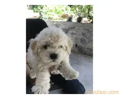 Prodajem štenad kovrdžavi bišon - 2