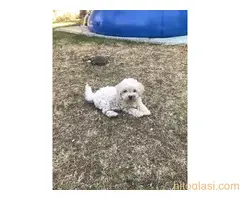 Prodajem štenad kovrdžavi bišon - 4