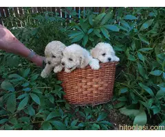 Prodajem štenad kovrdžavi bišon - 5