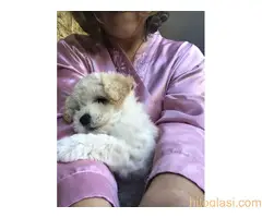 Prodajem štenad kovrdžavi bišon - 6