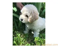 Prodajem štenad kovrdžavi bišon - 7