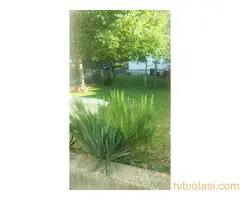 Izdajem Apartman na Fruskoj gori , Popovica - 2