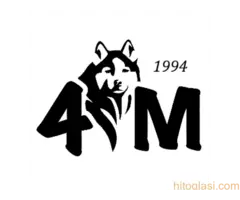 Prodaja Sibirskih Haskija 4M - 2