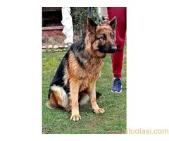 Nemacki ovcar   stenci - 3