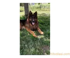 Nemacki ovcar   stenci - 4