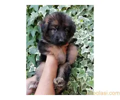 Nemacki ovcar   stenci - 5