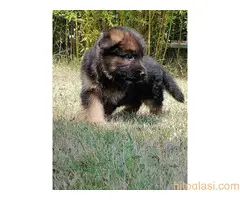 Nemacki ovcar   stenci - 6