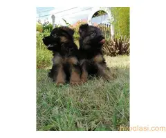 Nemacki ovcar   stenci - 7