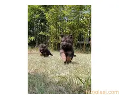 Nemacki ovcar   stenci - 8