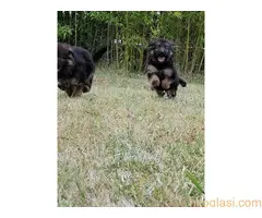 Nemacki ovcar   stenci - 9