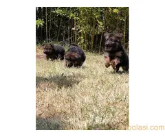 Nemacki ovcar   stenci - 10