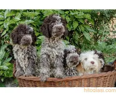 Lagotto romagnolo - 3