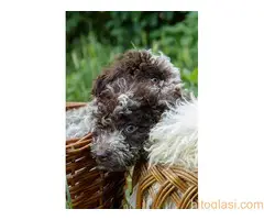 Lagotto romagnolo - 5