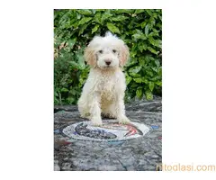 Lagotto romagnolo - 6