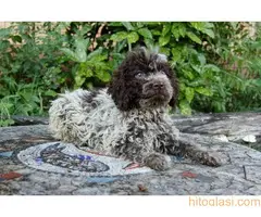 Lagotto romagnolo - 7
