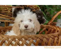 Lagotto romagnolo - 8