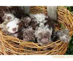 Lagotto romagnolo - 9