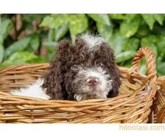 Lagotto romagnolo - 10