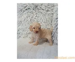 Pudle patuljaste - 2