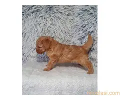 Pudle patuljaste - 3