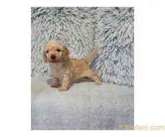 Pudle patuljaste - 4