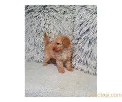 Pudle patuljaste - 5