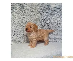 Pudle patuljaste - 6