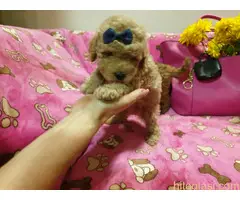 Toy Pudle štenci - 2