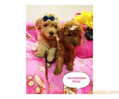 Toy Pudle štenci - 3