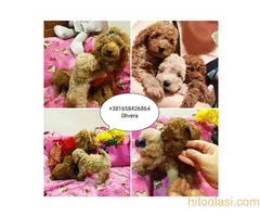 Toy Pudle štenci - 4