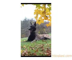 Belgijski ovcar Malinoa, stenci - 2