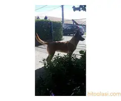 Belgijski ovcar Malinoa, stenci - 4