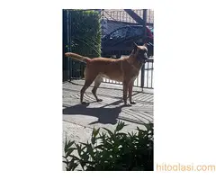 Belgijski ovcar Malinoa, stenci - 5